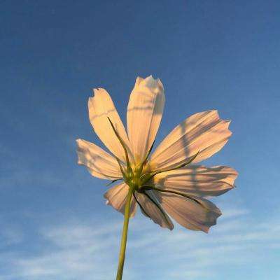 365平台下载下载手机版